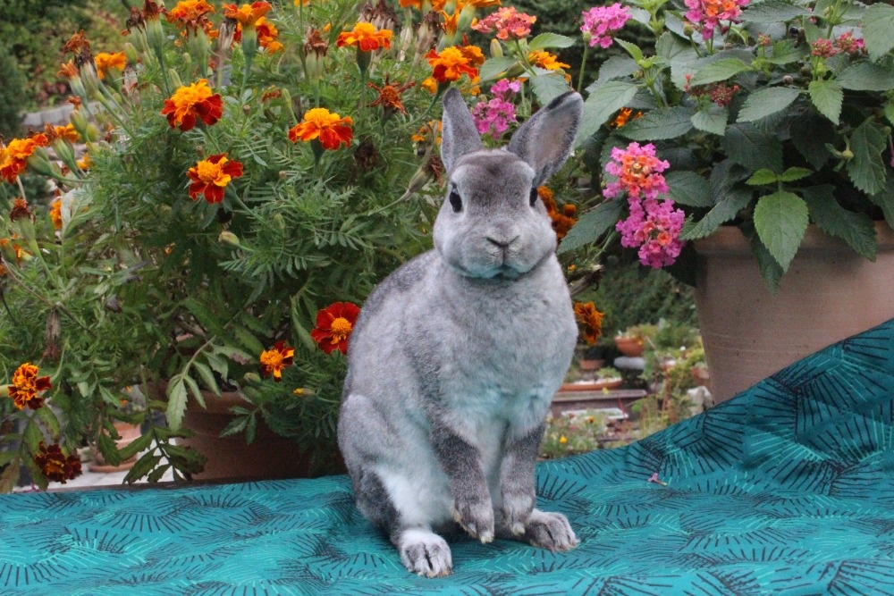 Zakrslý rex činčilový s PP