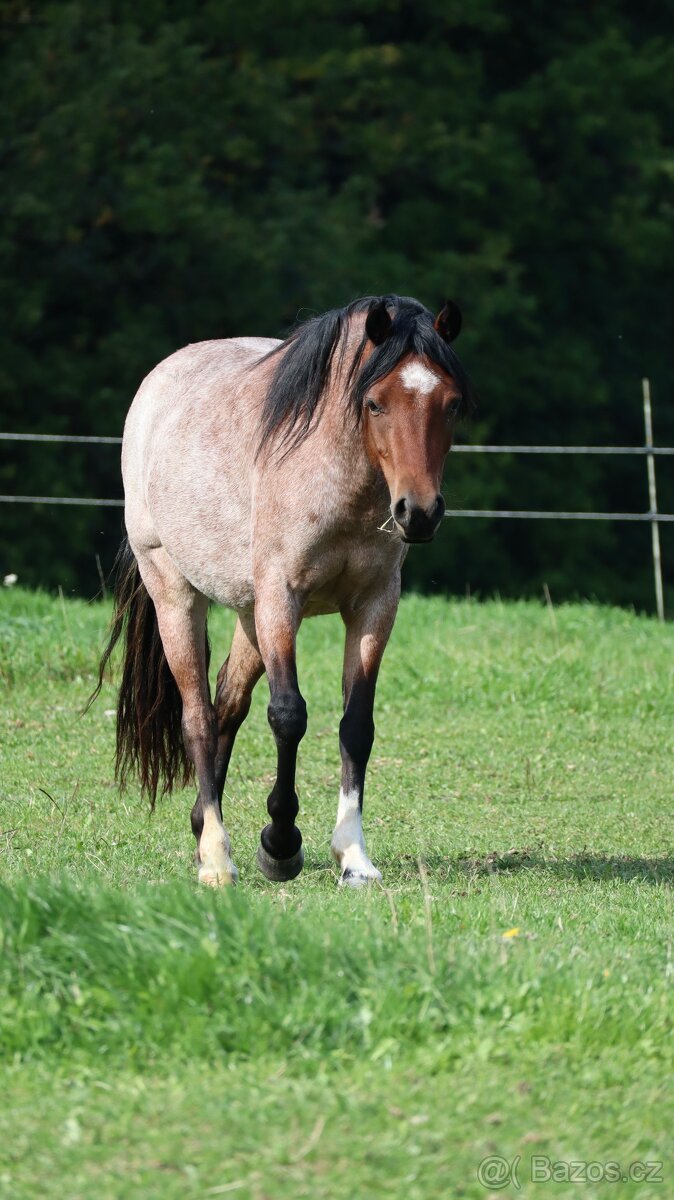 Welsh kobylka sekce B