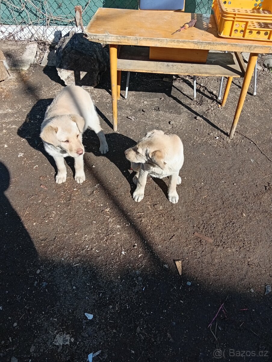 labradorský retrívr