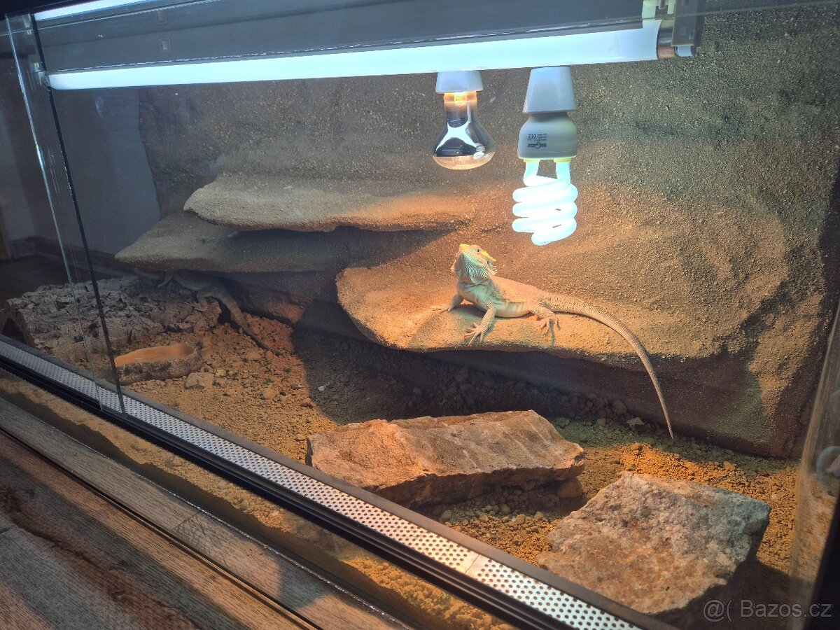 Agamy s teráriem