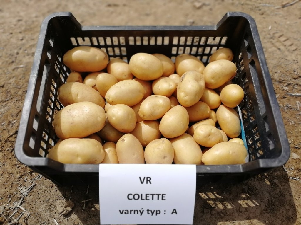 Rozvoz zdarma domácích velice kvalitních brambor