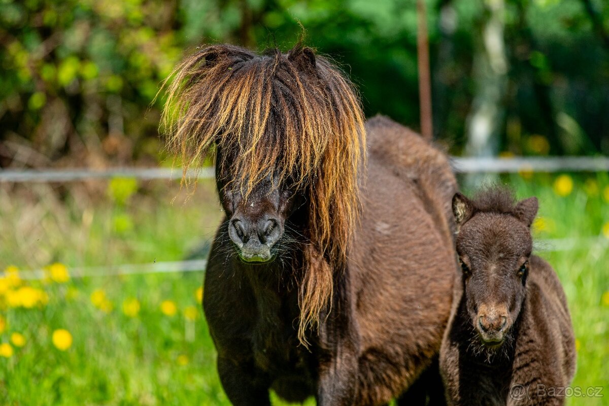 Minishetland klisna do chovu s hříbětem