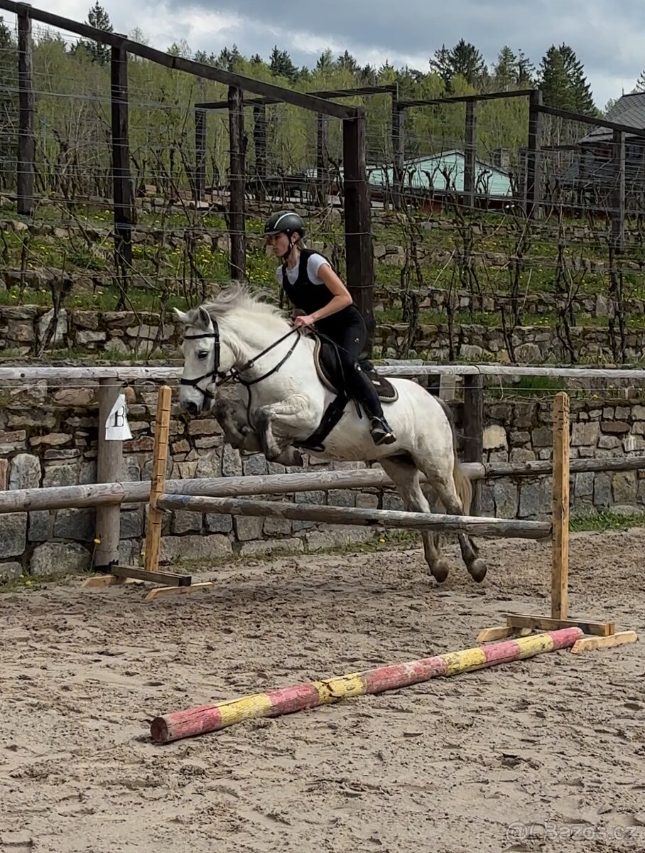Pony A prodej - valach, 8 let