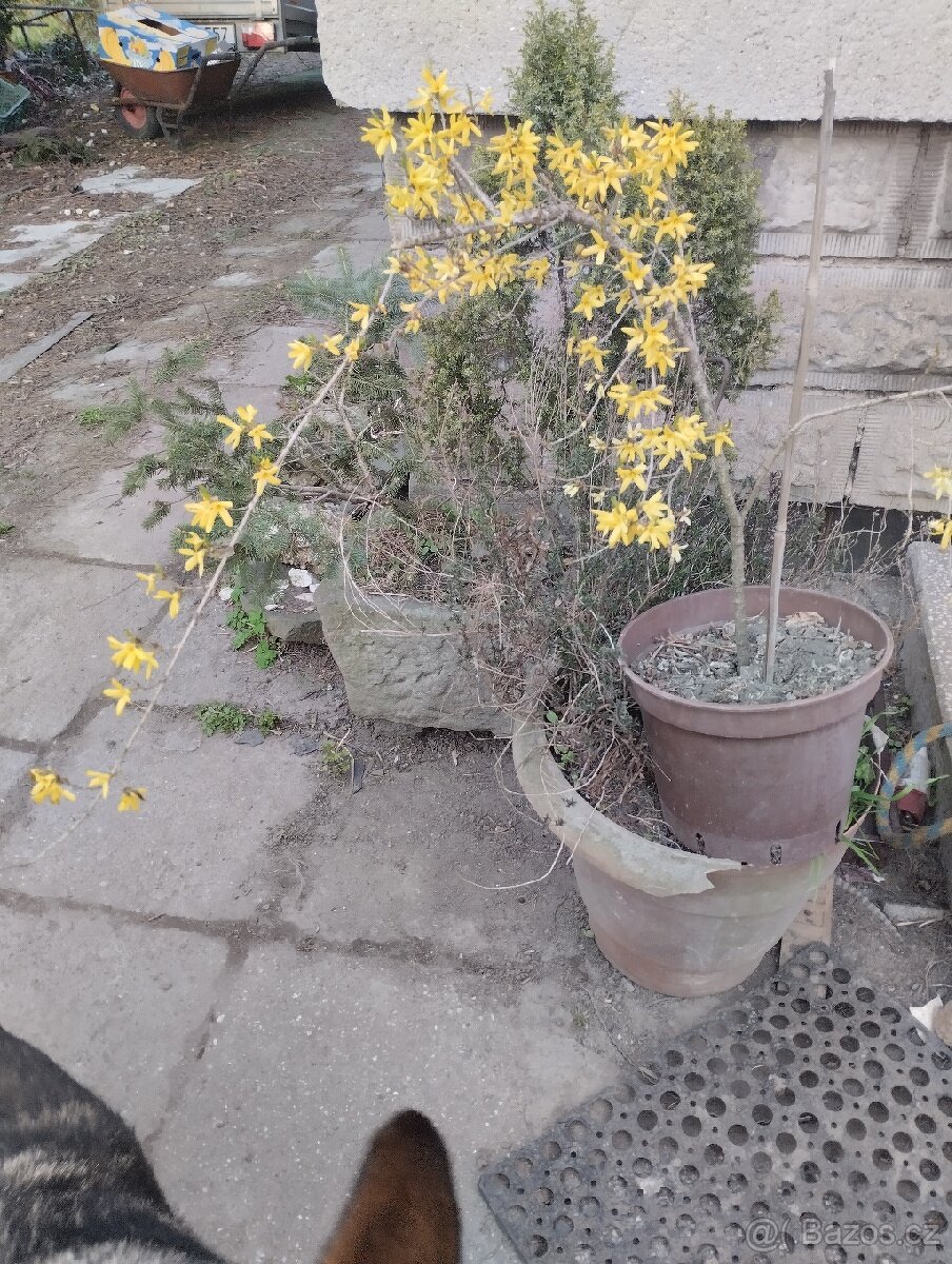 Forsytie nana