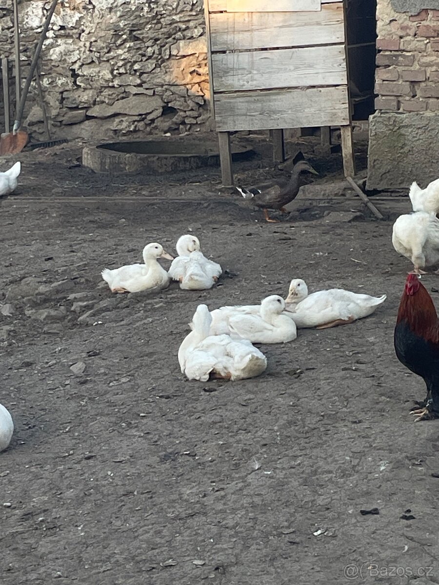 Pekingská kachňata