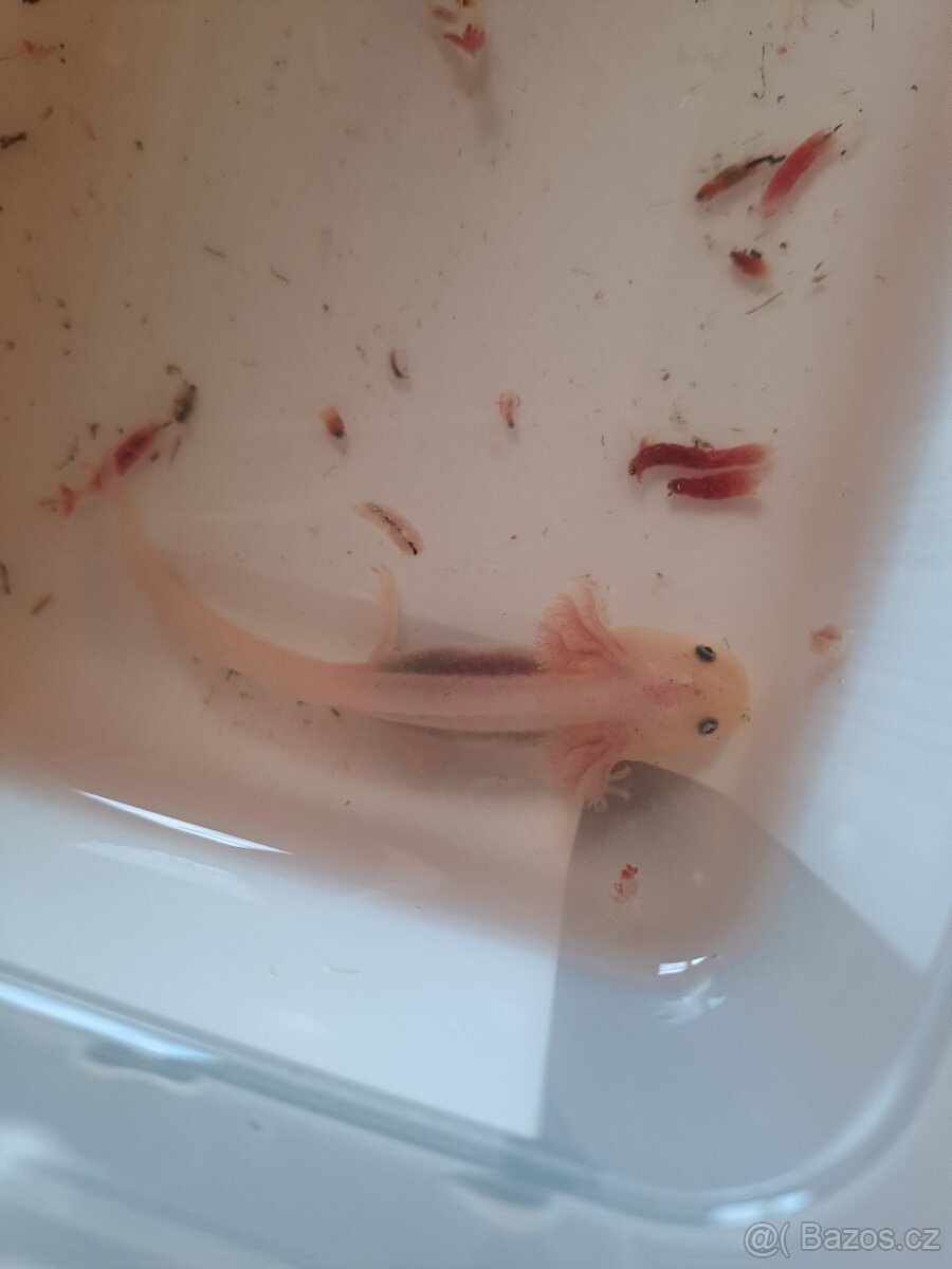 Axolotl mexický