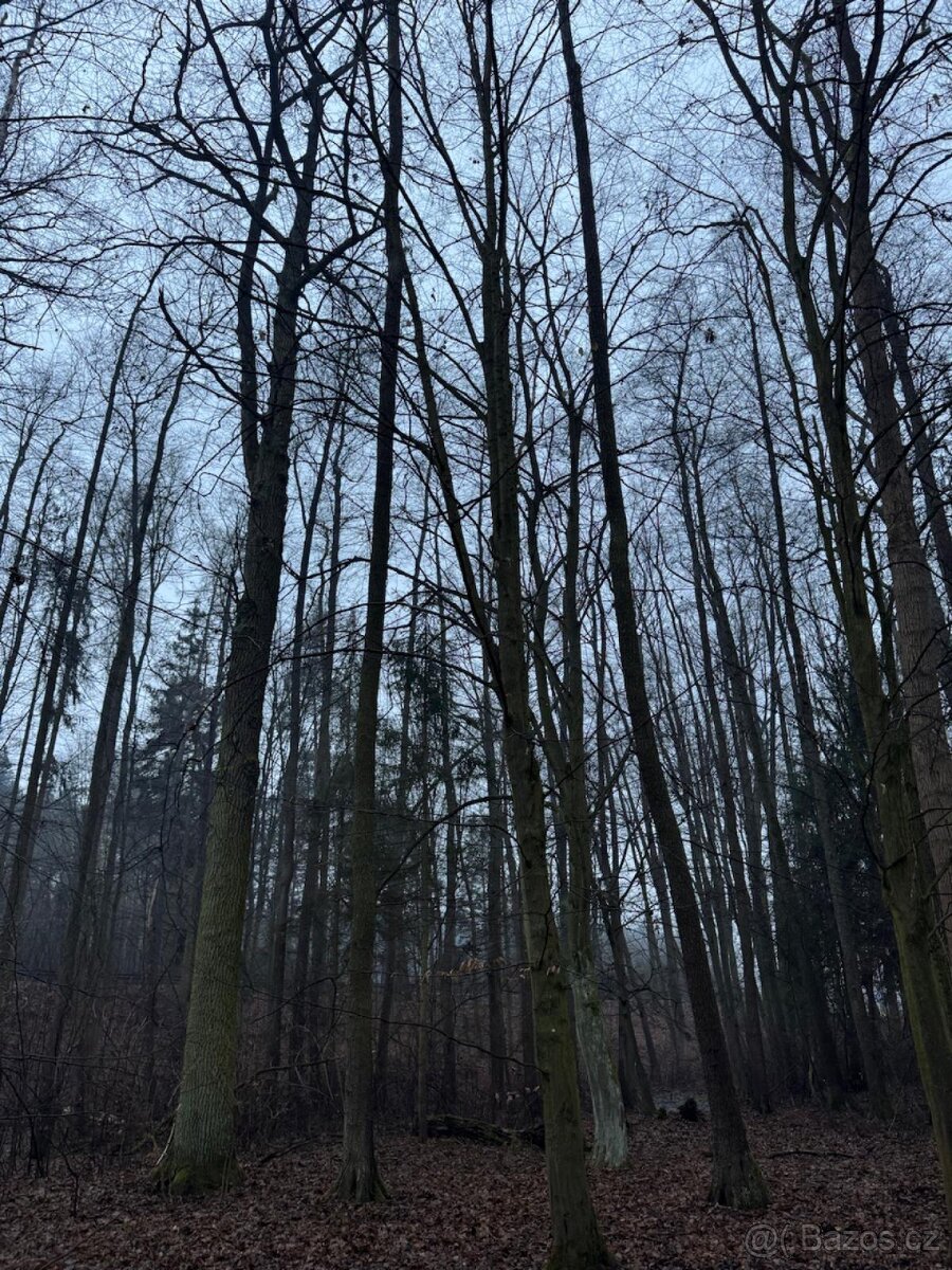 Prodám pozemky v k.ú. Polánky nad Dědinou