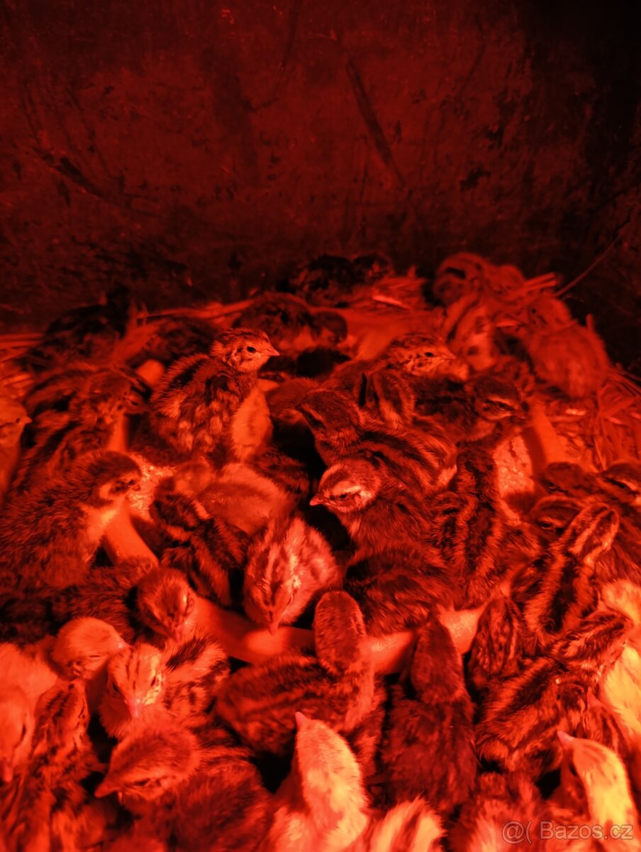 Křepelky týdenní