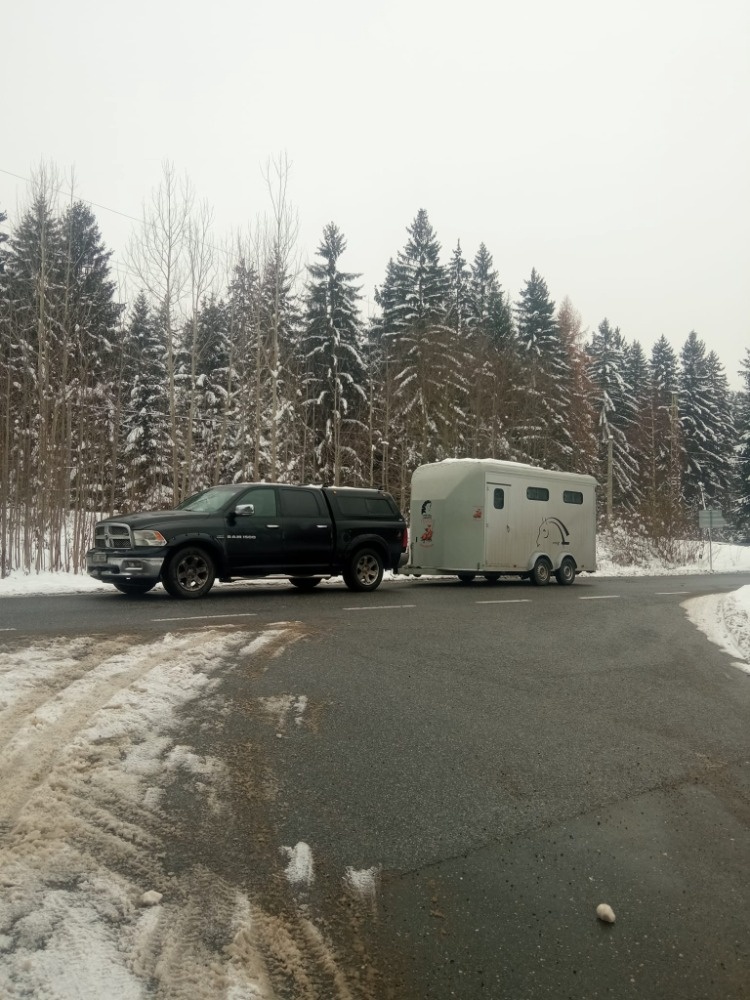 Přeprava až 4 koní po EU převoz