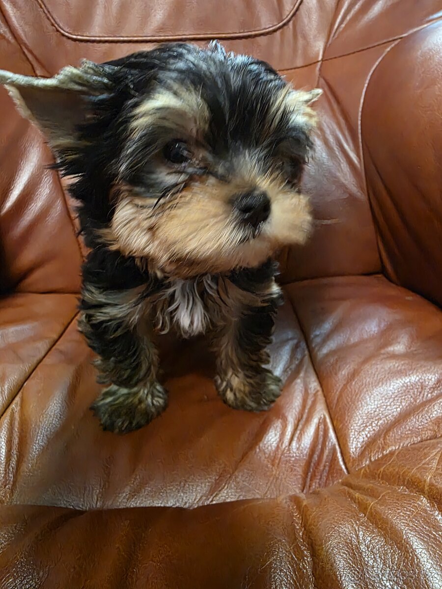 Jorkšířský teriér s PP