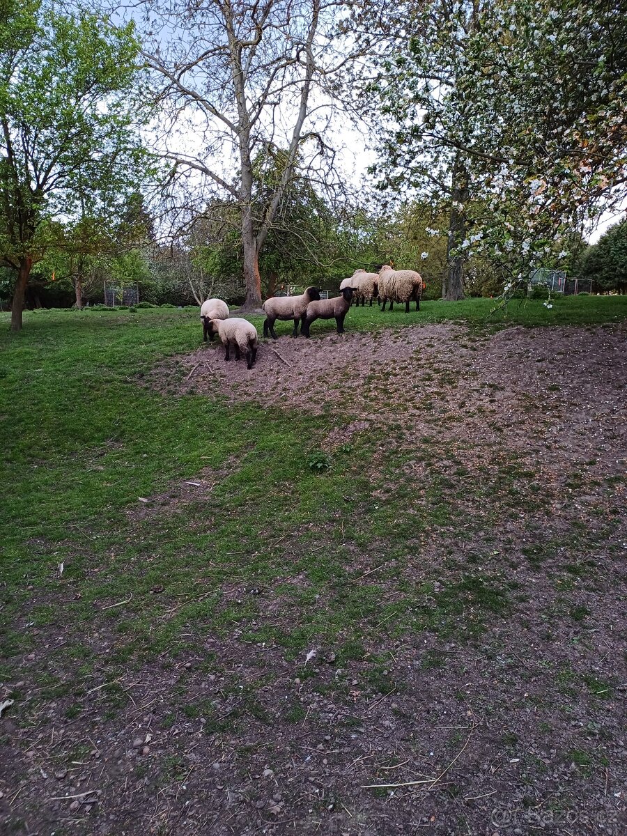 Suffolk ovce