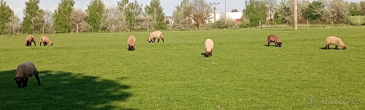 Jehňata Suffolk