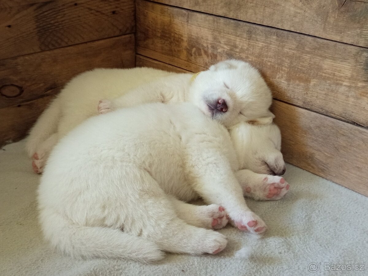 Akita Inu bílá štěňata