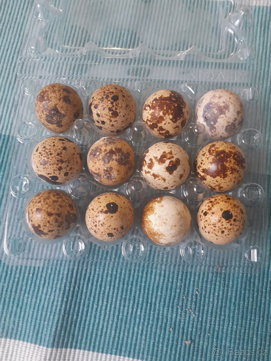 Křepelka japonská - násadová vejce
