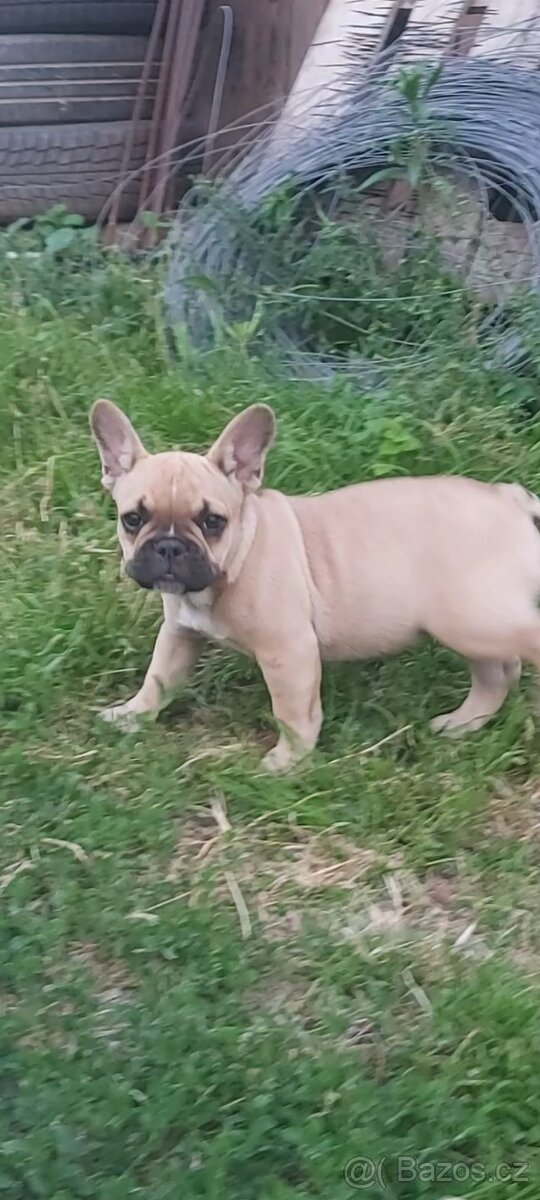 Francouzský Buldoček - Roxy
