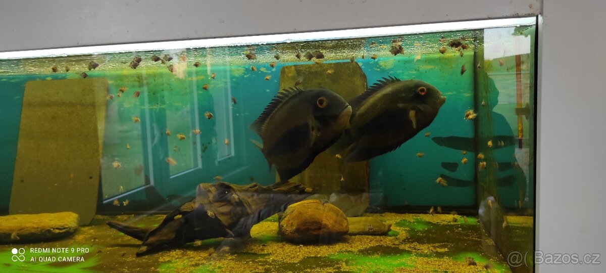 Uaru amphiacanthoides