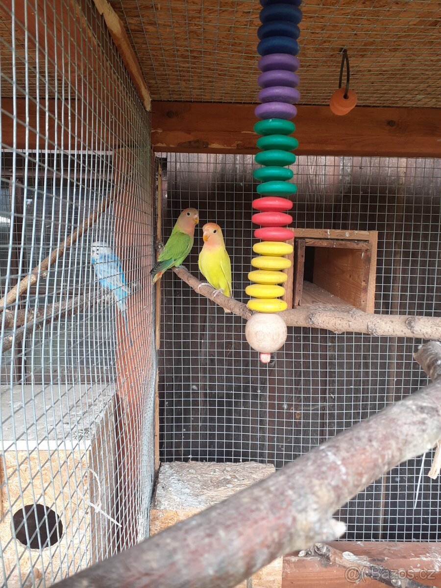 Agapornis ružohrdlý