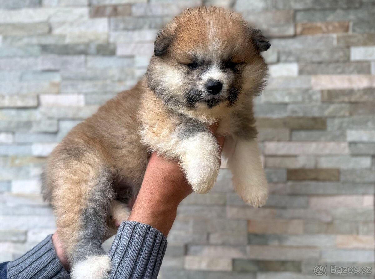 Akita Inu s průkazem původu (PP)