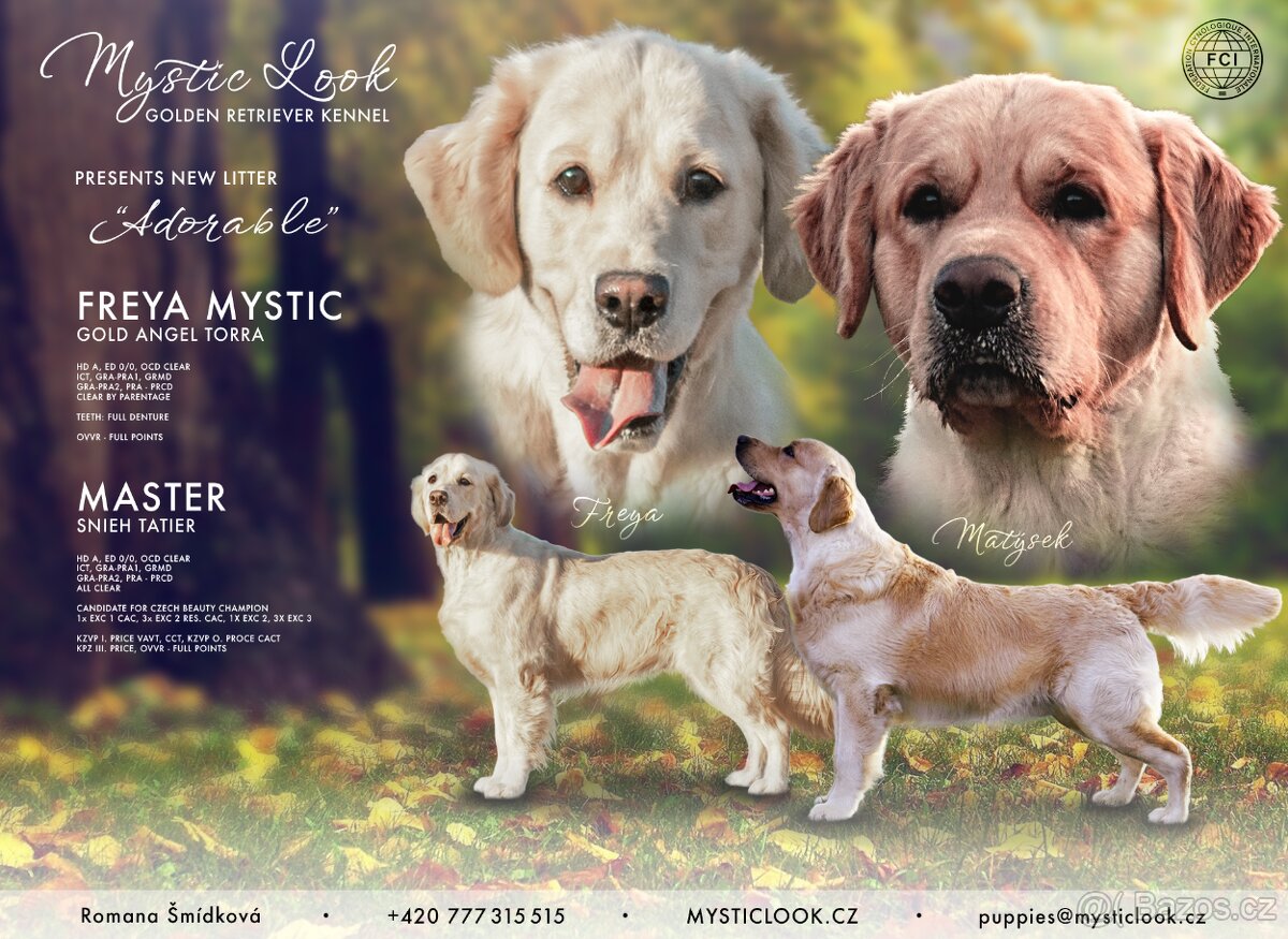 Golden retriever - Zlatý retrívr