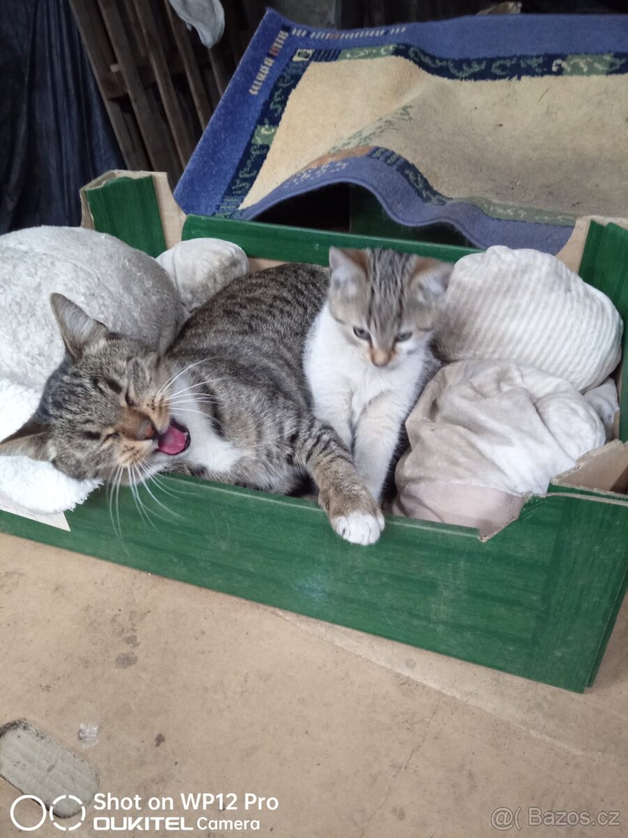 Darujeme koťátka - do dobrých rukou