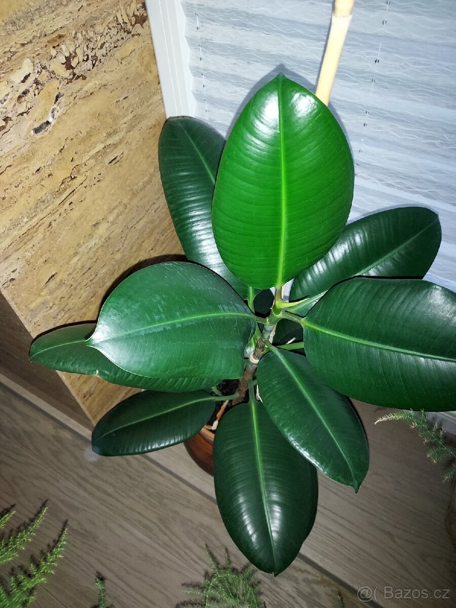 Mix pokojových rostlin 
Cena dohodou, vyzvednutí Praha 8