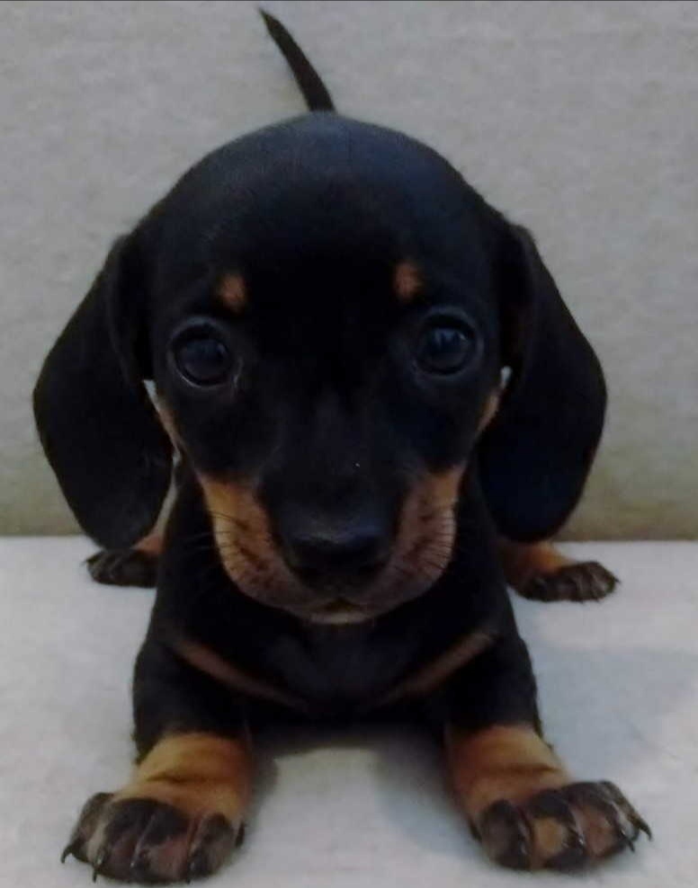 Jezevčík trpasličí hladkosrstý