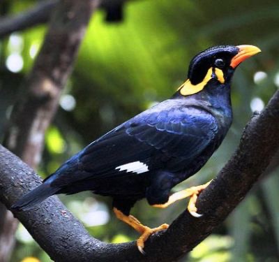 loskutak prodam nebo vymenit