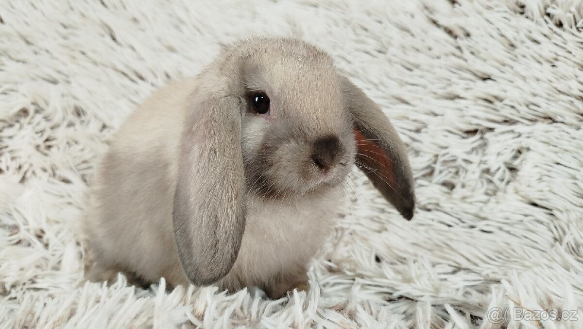 Zakrslý beránek, králíček, králík - REY