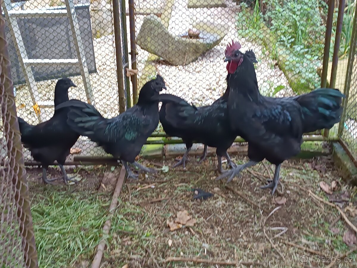 Ayam Cemani