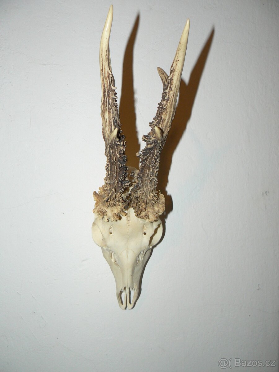 Srnčí trofej