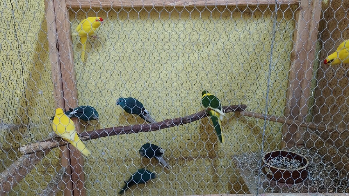 Kakariki
