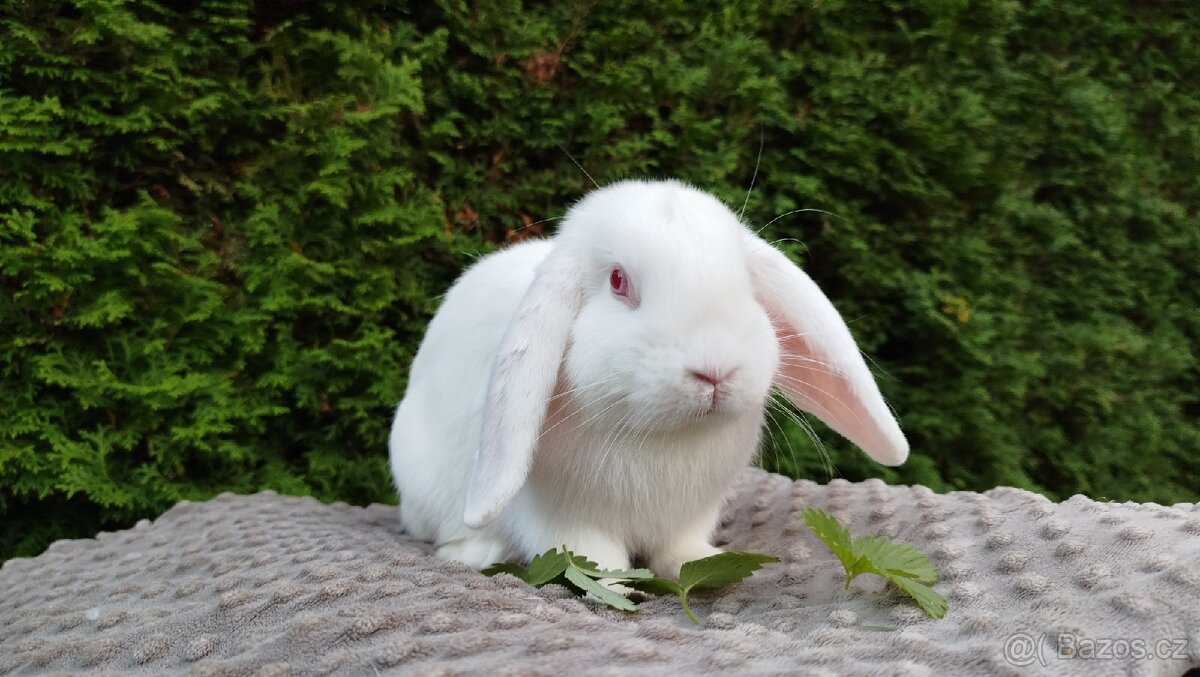 Zakrslý beránek, králíček, králík - WILLIAM