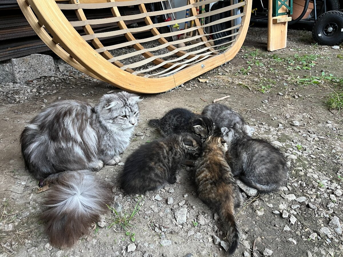 Chlupatá koťata každé jiné