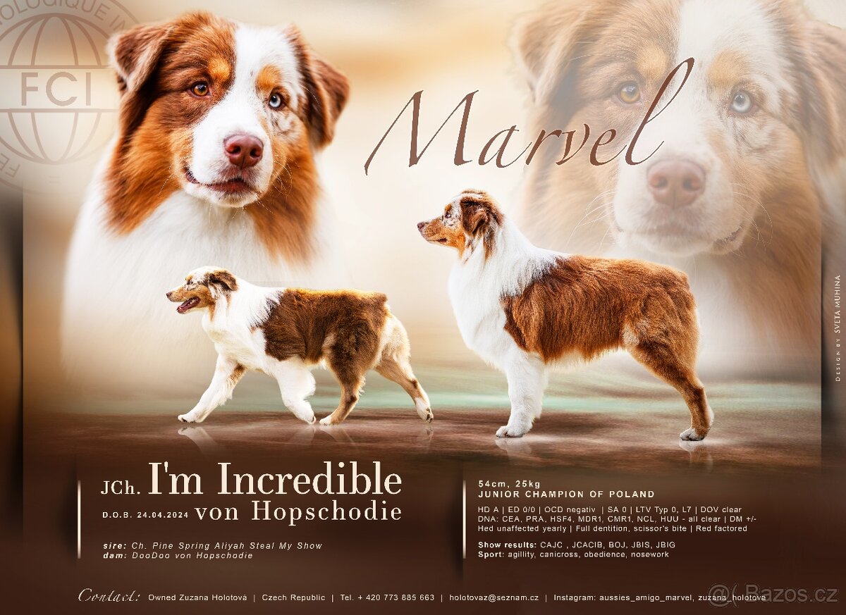 Chovný, krycí pes australský ovčák Marvel