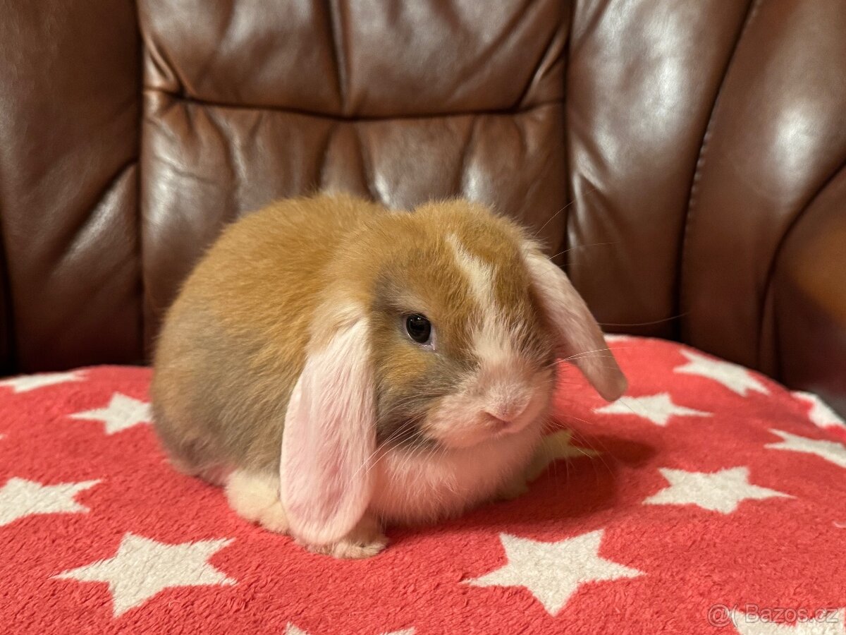 Elliot a Ellie - zakrslí beránci/minilop