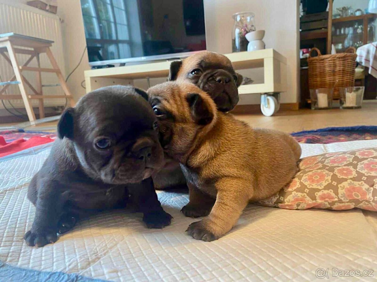 Štěňata francouzského buldočka
