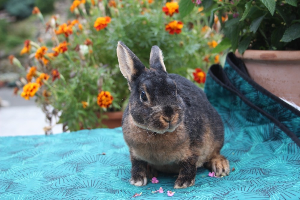 Zakrslý rex tříslový černý sameček s PP