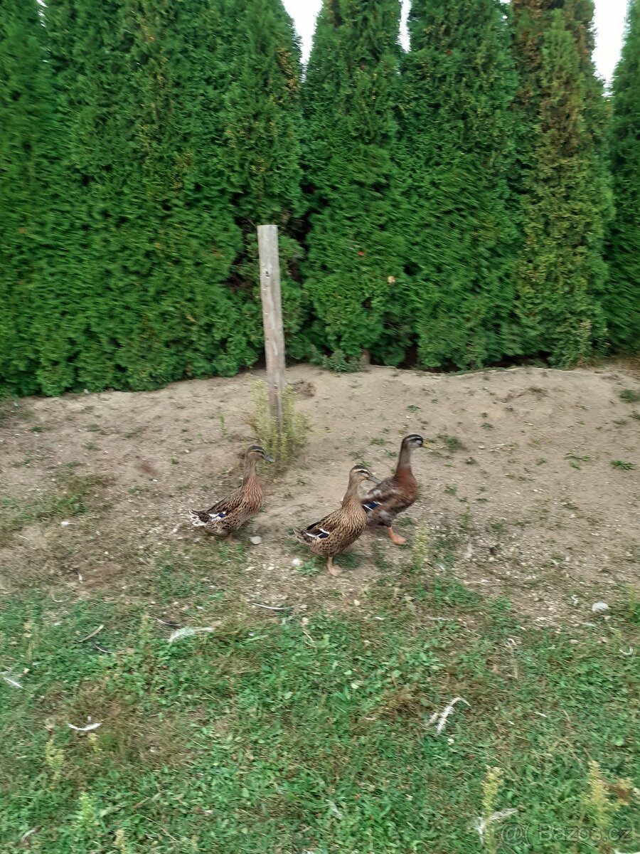 Prodám dvouletý kmen kachen.