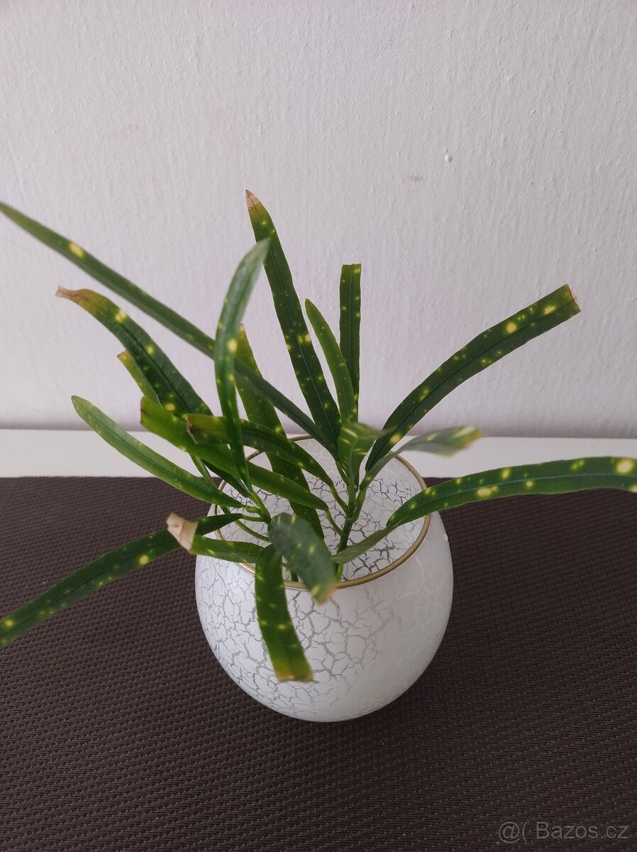 Croton Golden Dust Thin Leaves