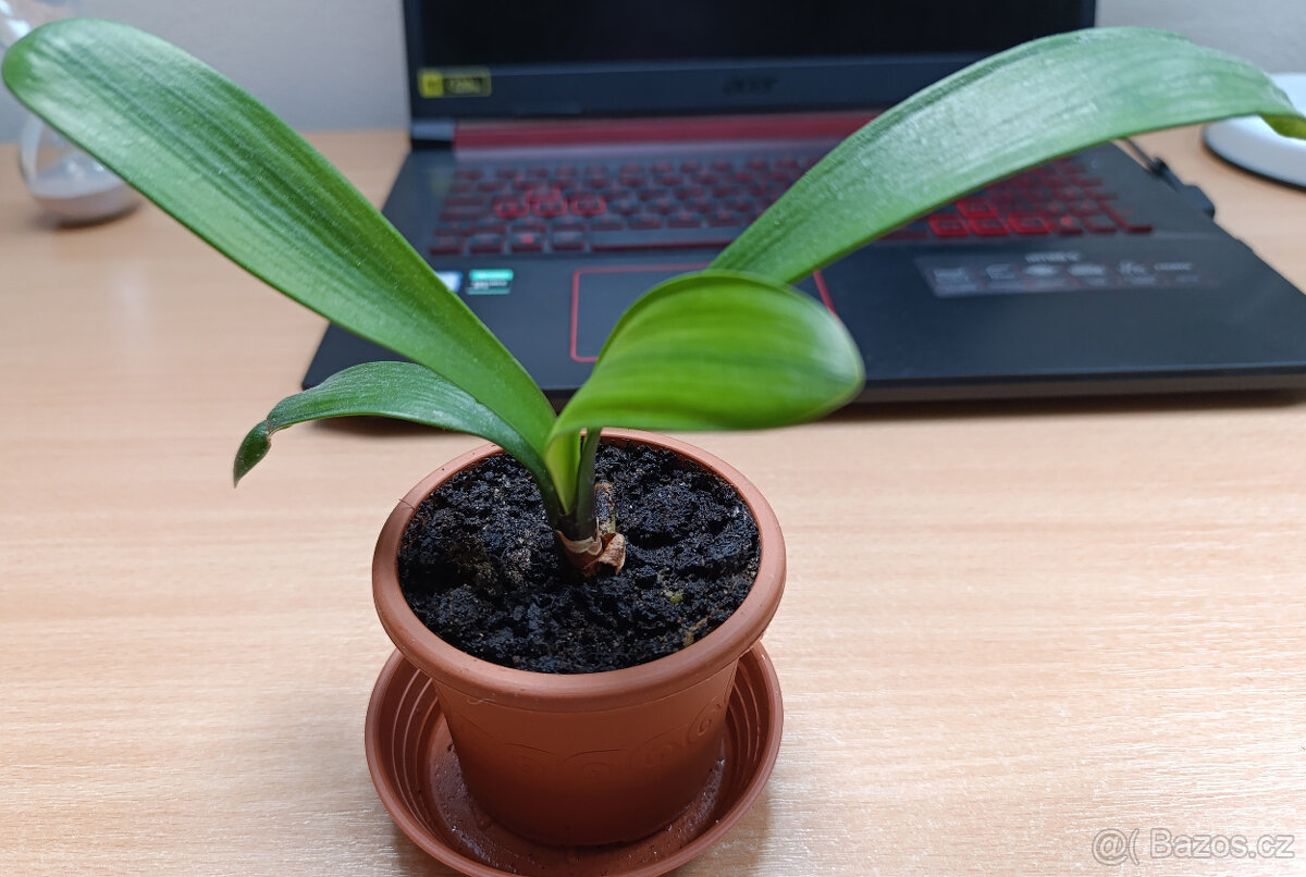 Klívie- Clivia Belgium Bronze- RARITA