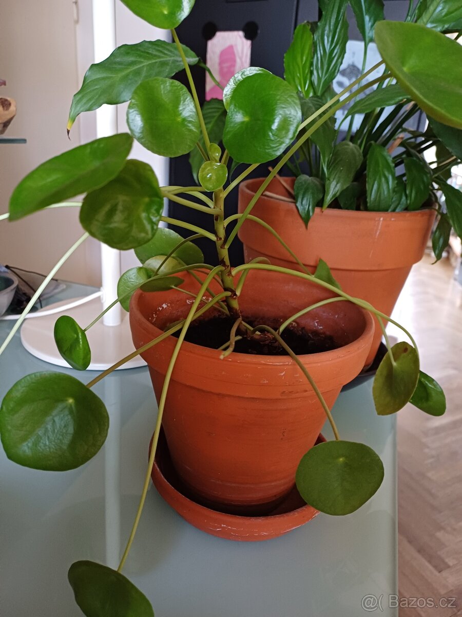 PILEA