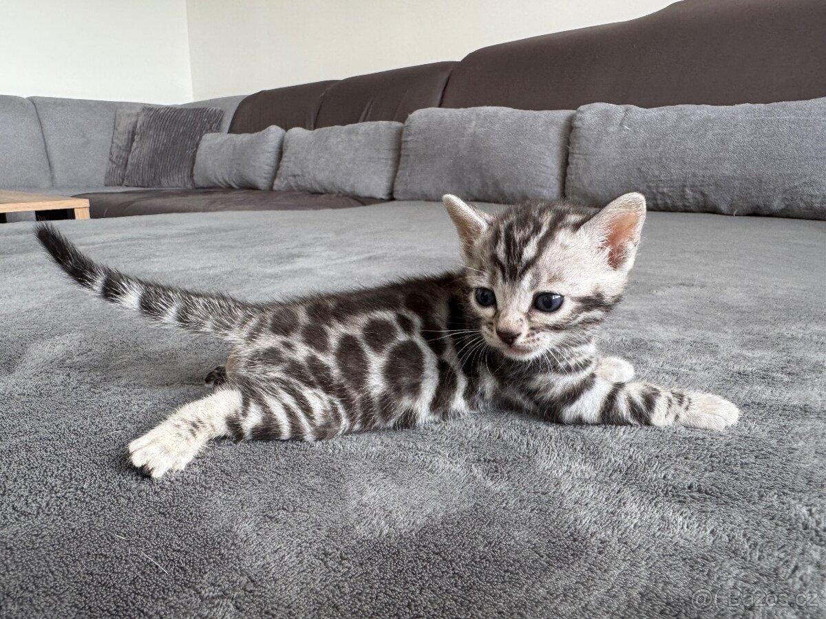 Bengalska kočka, koťatá s rodokmenem