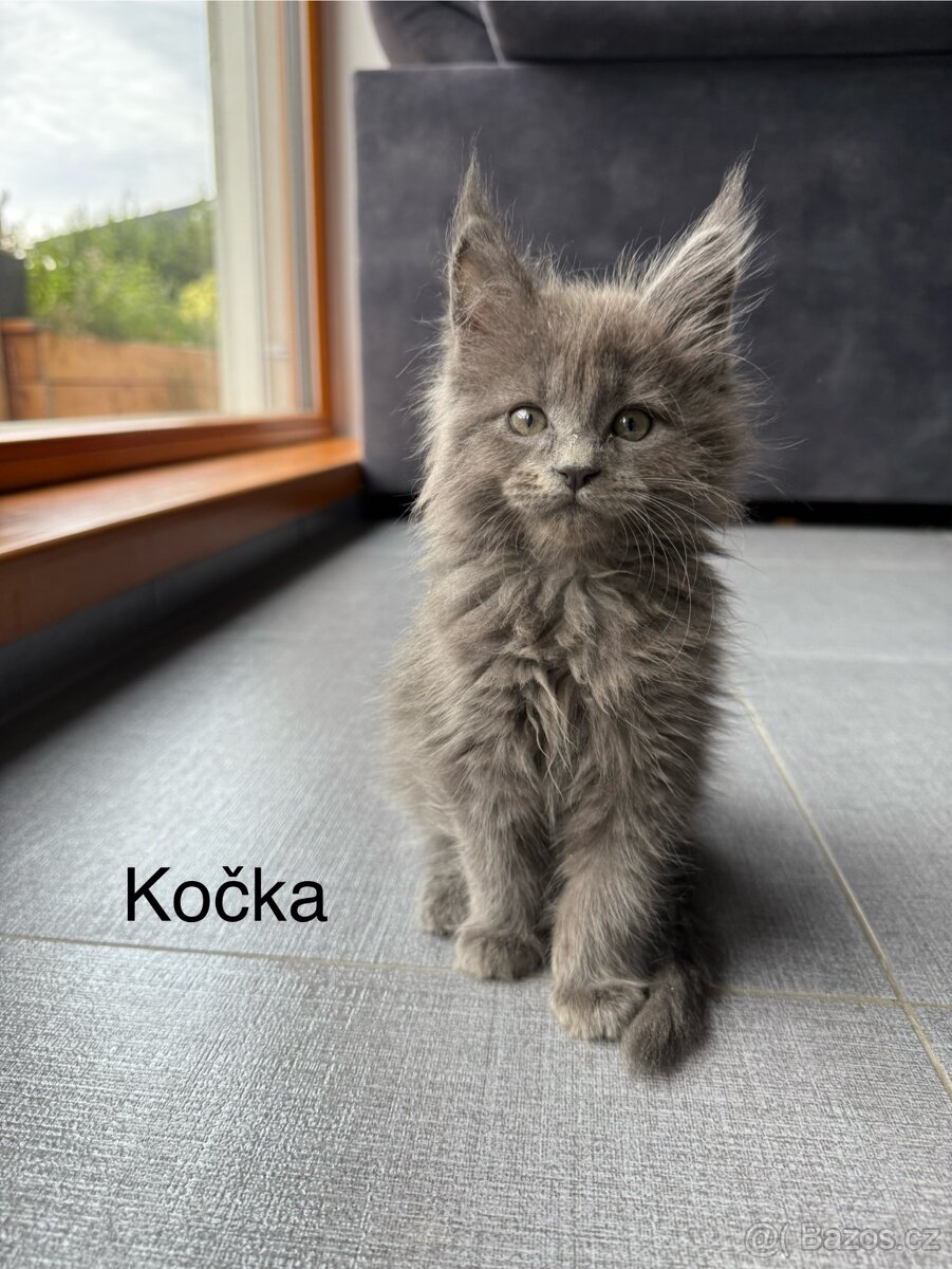 Mainská mývalí koťátka bez PP
