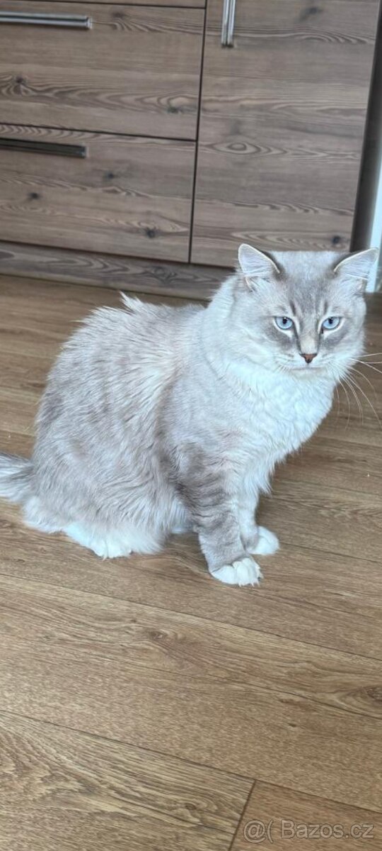 Ragdoll