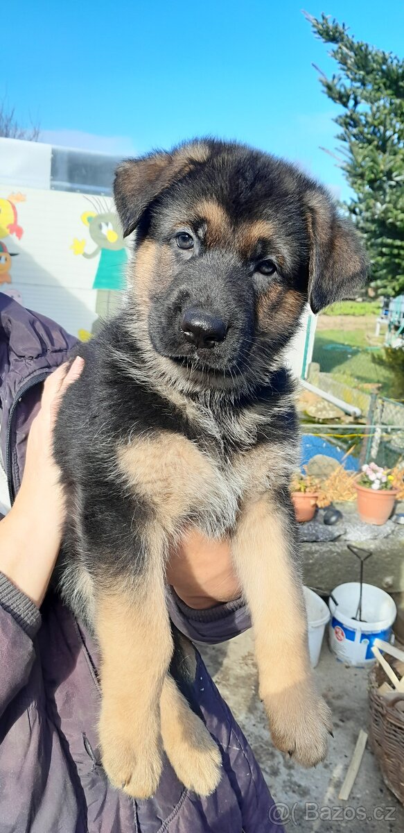 Štěňata německého ovčáka  bez PP
