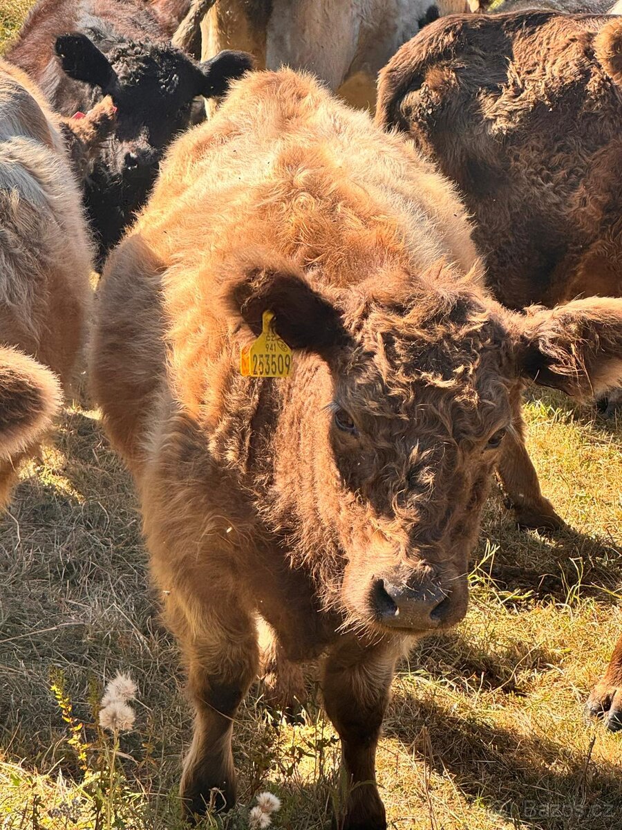 Galloway x Abrdean angus