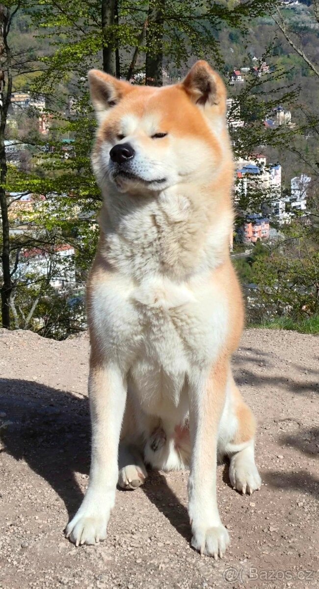 Akita inu krytí