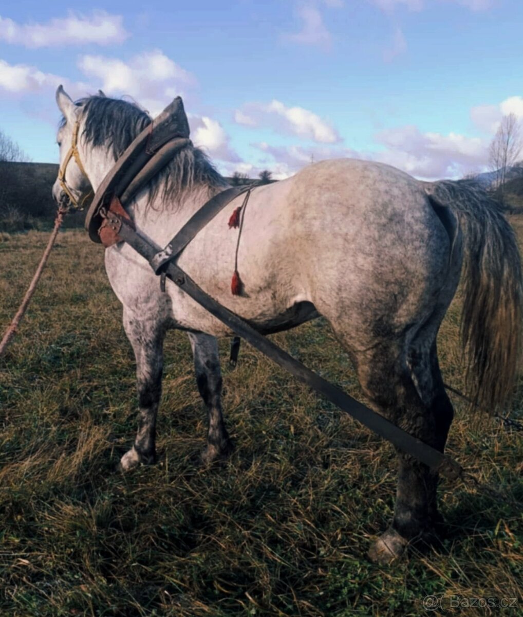 Percheron