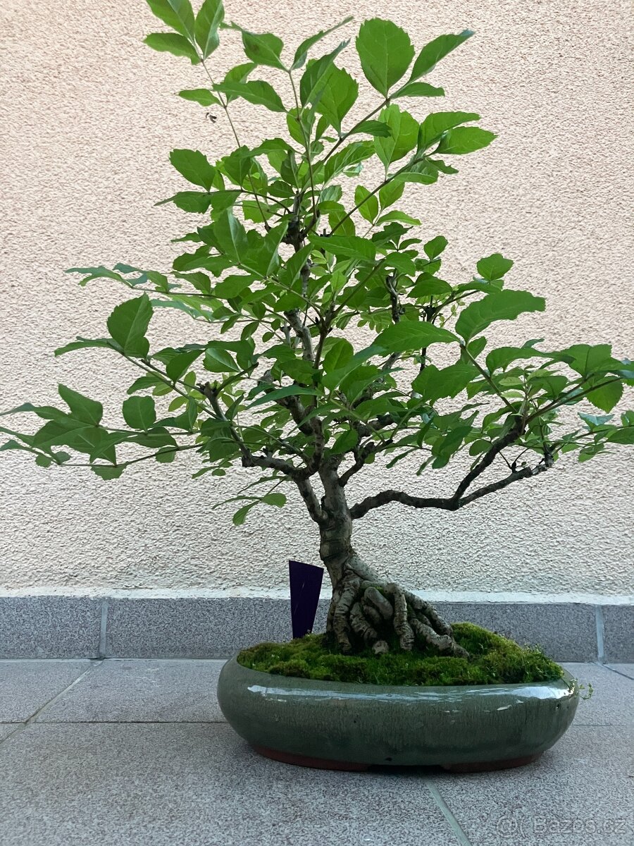 Bonsai, Bonsaj, jasan ztepilý