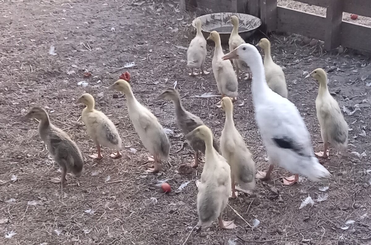 Indický běžec